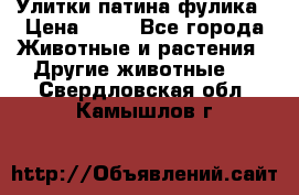 Улитки патина фулика › Цена ­ 10 - Все города Животные и растения » Другие животные   . Свердловская обл.,Камышлов г.
